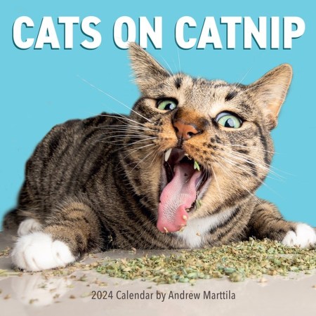 Cats on Catnip Wall Calendar 2024