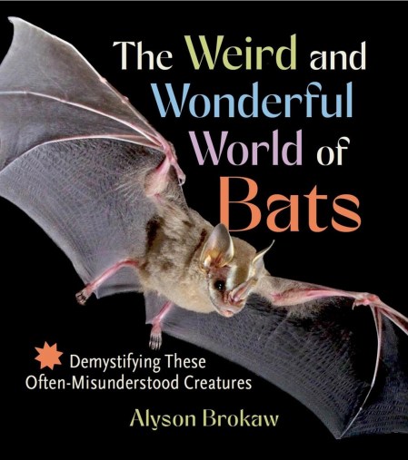 The Weird and Wonderful World of Bats